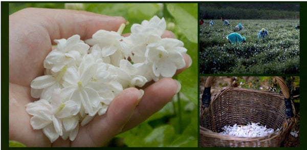Jasmine Essential Oil